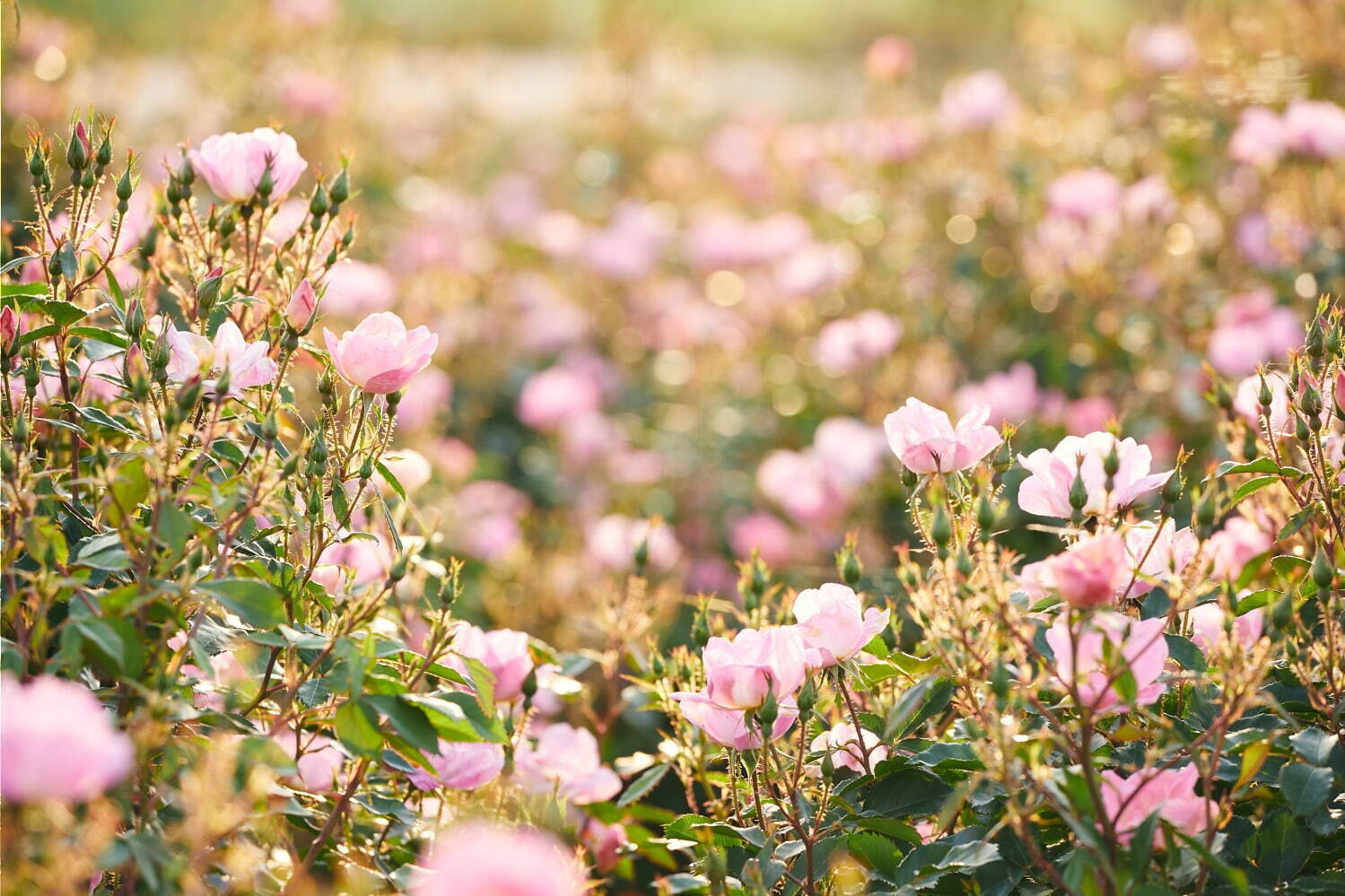 「いばらきフラワーパーク」の春バラシーズン、900品種9000株が園内を彩る国内屈指のローズガーデン｜写真7