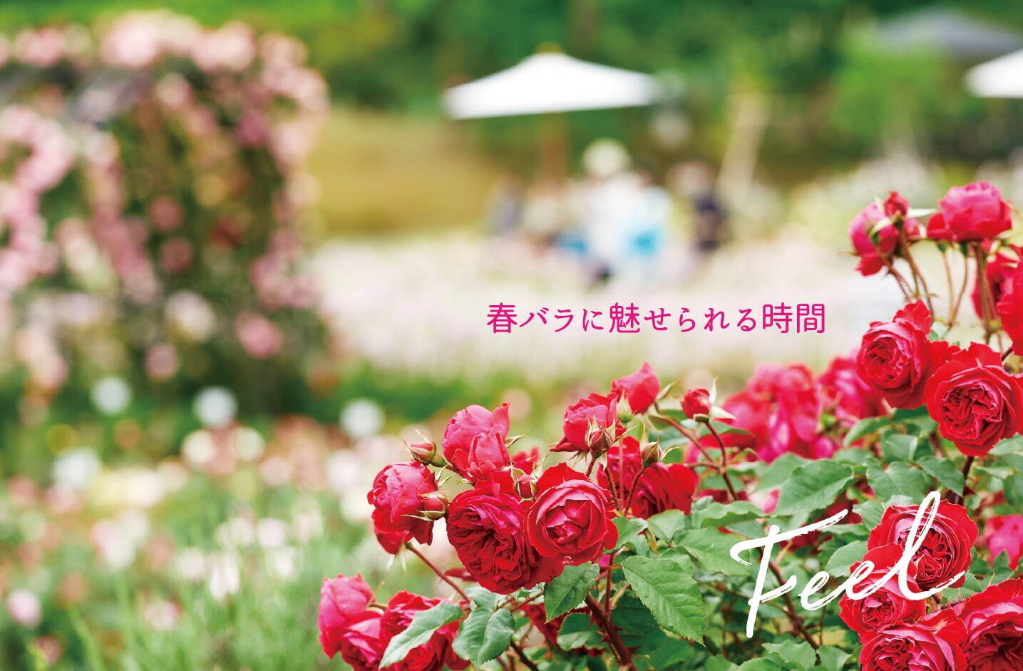 千日紅 ピンク DN000008-002【ドライフラワー】通販｜GREEN PIECE