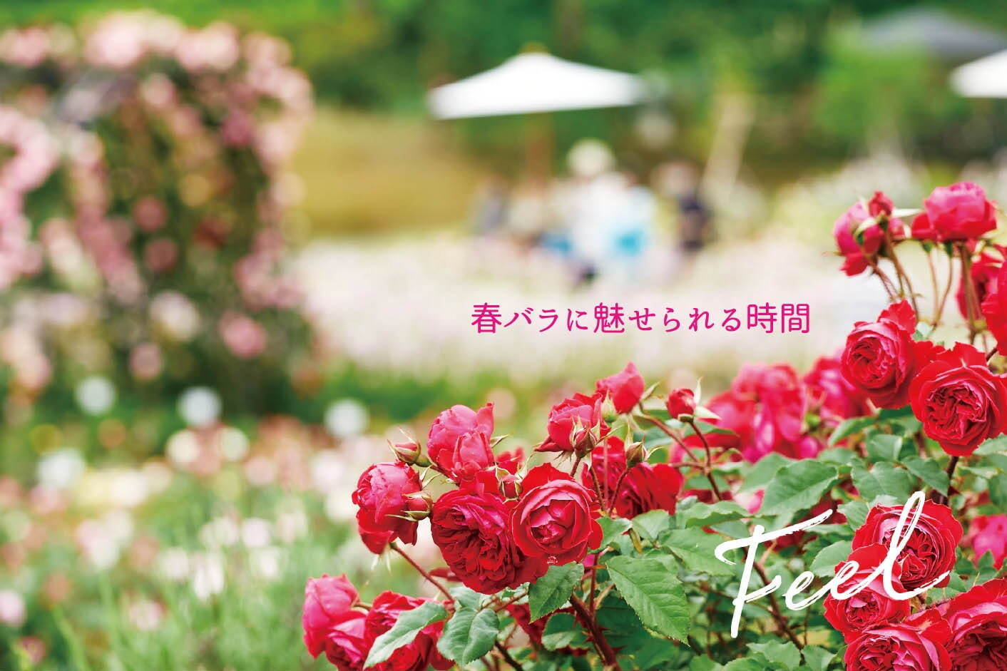 「いばらきフラワーパーク」の春バラシーズン、900品種9000株が園内を彩る国内屈指のローズガーデン