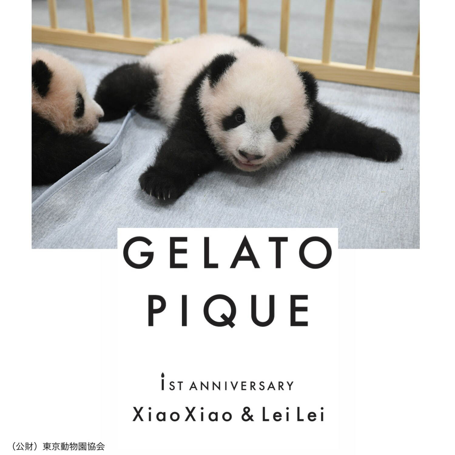 ジェラート ピケ(gelato pique) パンダ｜写真18