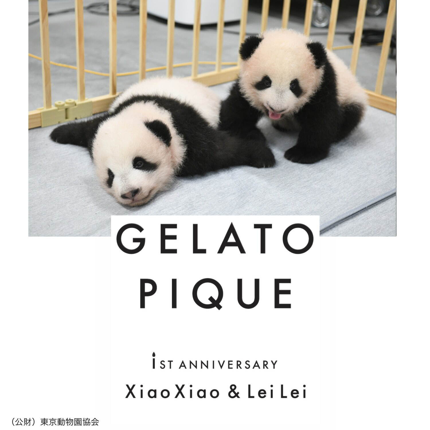 ジェラート ピケ(gelato pique) パンダ｜写真16