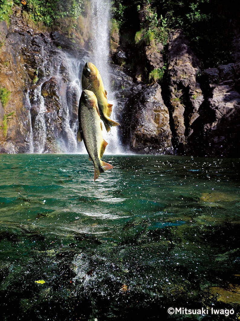 岩合光昭の“野生動物”本格ドキュメンタリー写真展「パンタナール」大迫力な動物作品100点以上｜写真8