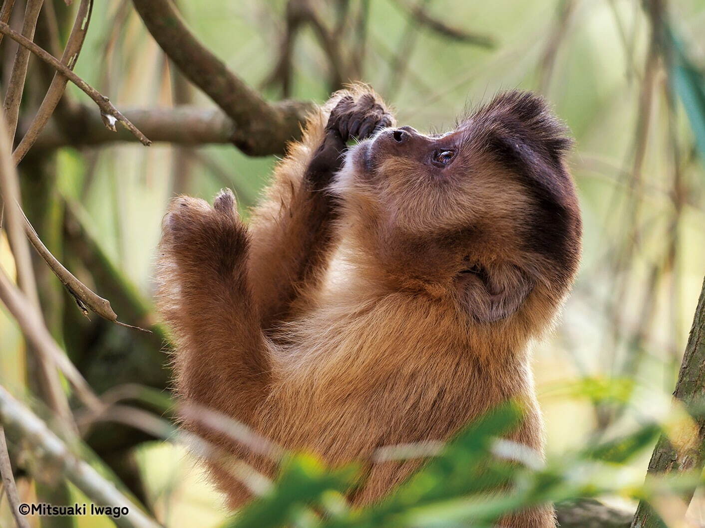 岩合光昭の“野生動物”本格ドキュメンタリー写真展「パンタナール」大迫力な動物作品100点以上｜写真9