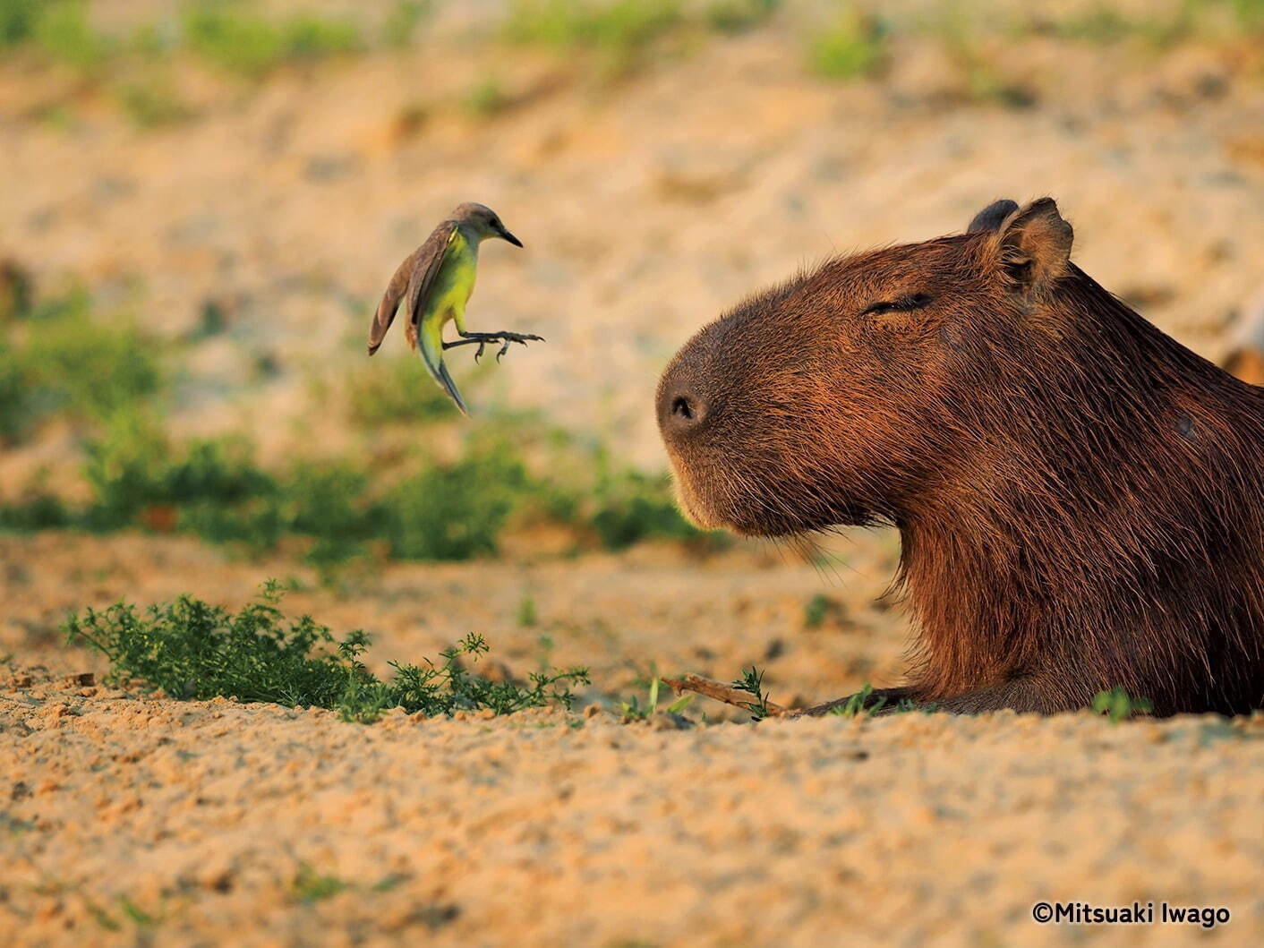 岩合光昭の“野生動物”本格ドキュメンタリー写真展「パンタナール」大迫力な動物作品100点以上｜写真5