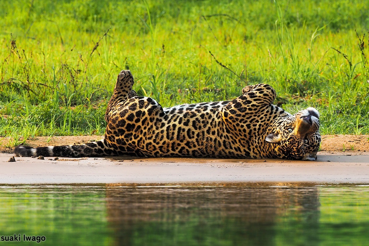 恵比寿ガーデンプレイス｜岩合光昭の“野生動物”本格ドキュメンタリー写真展「パンタナール」大迫力な動物作品100点以上