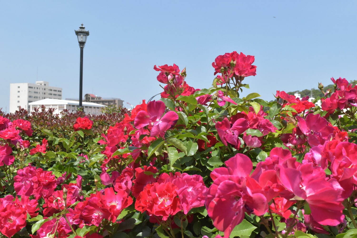「春のローズフェスタ」横須賀・ヴェルニー公園に約1,700本色とりどりのバラが咲き誇る｜写真8
