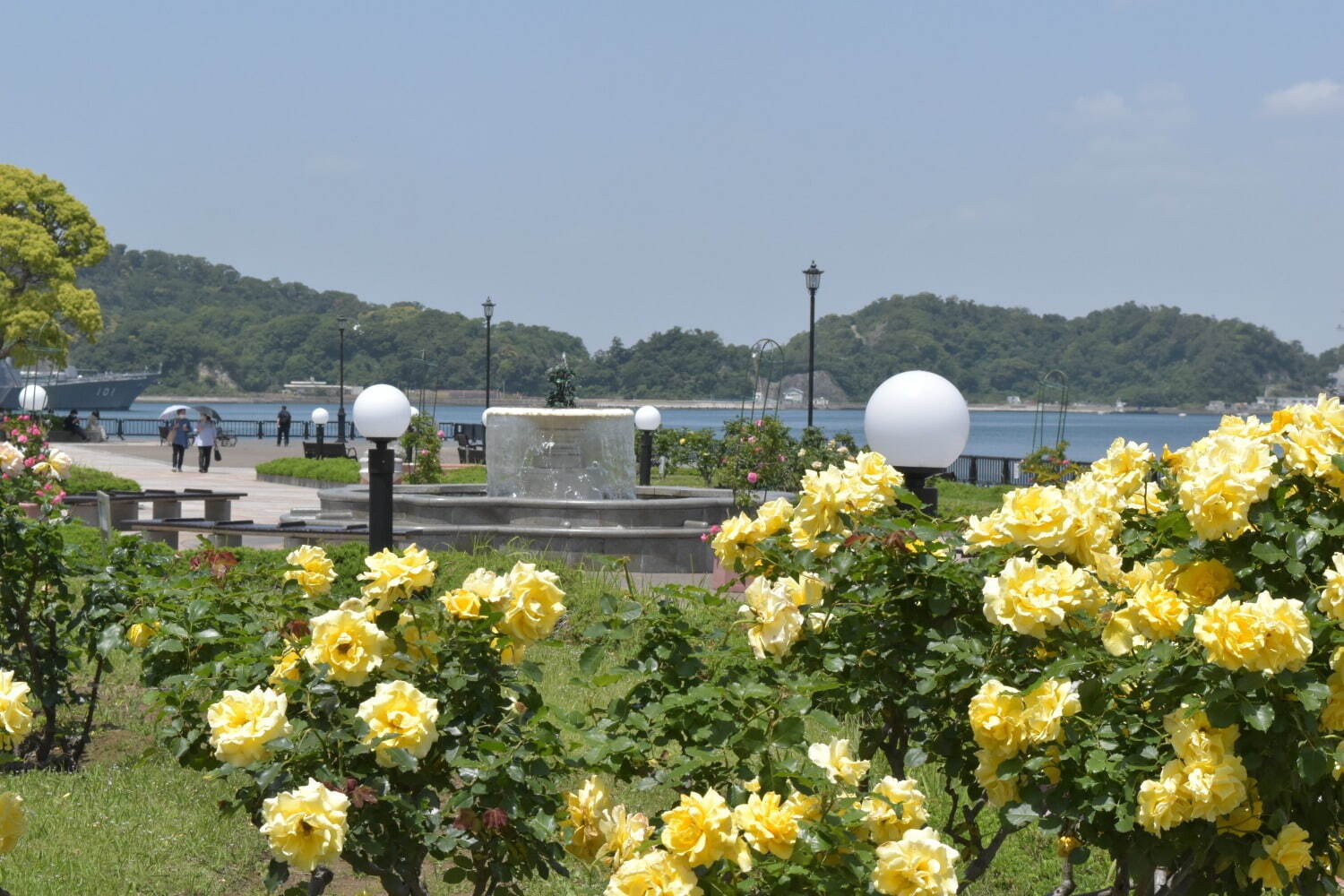 「春のローズフェスタ」横須賀・ヴェルニー公園に約1,700本色とりどりのバラが咲き誇る｜写真7