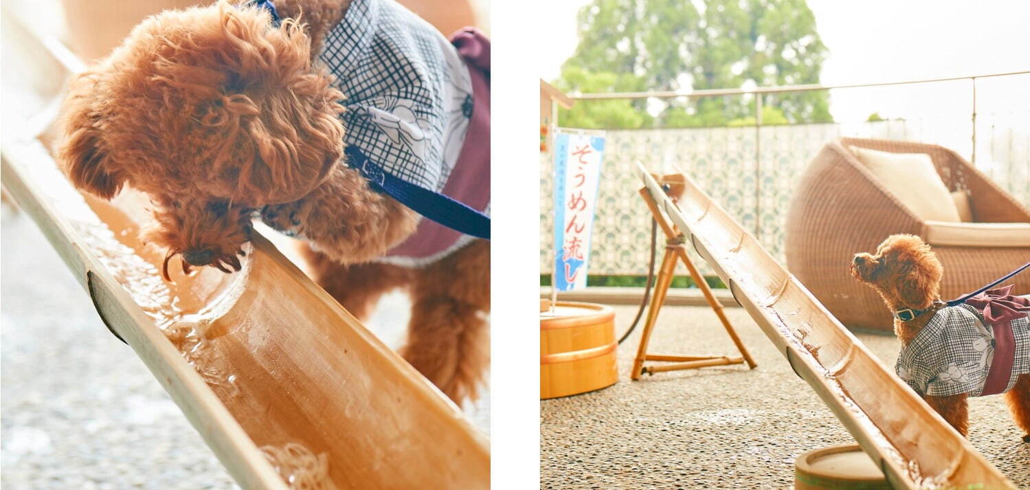 「愛犬流しそうめん」“愛犬用”高級素麺＆鶏ささみを流し台で、兵庫・有馬グランドホテルで開催｜写真2