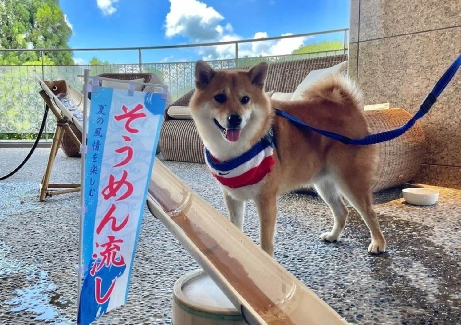 「愛犬流しそうめん」“愛犬用”高級素麺＆鶏ささみを流し台で、兵庫・有馬グランドホテルで開催｜写真1