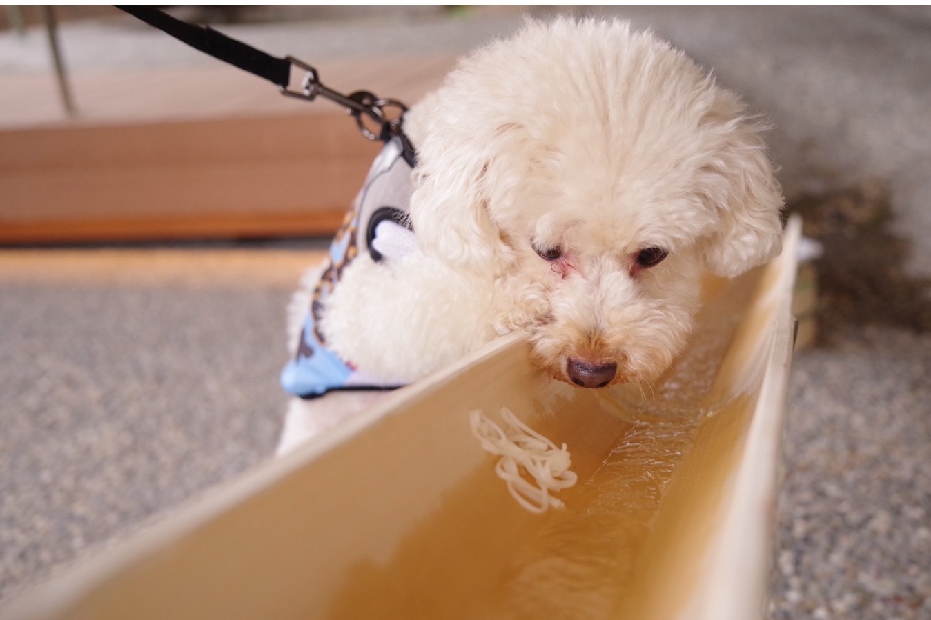 「愛犬流しそうめん」“愛犬用”高級素麺＆鶏ささみを流し台で、兵庫・有馬グランドホテルで開催