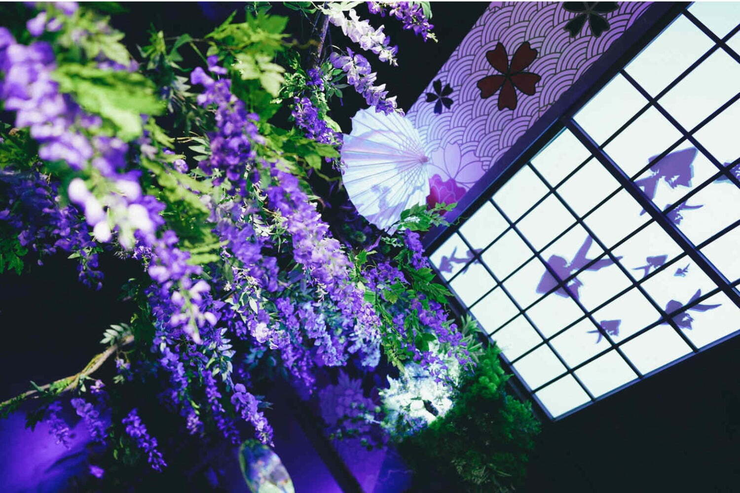 アクアリウム｜「藤波と金魚」“西日本最大級”金魚がテーマの水族館・奈良金魚ミュージアムで、藤の花イベント