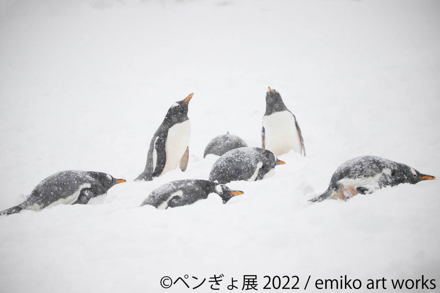ペンぎょ展 ペンギンと の合同写真展 イラスト物販展 東京 名古屋 福岡で開催 ファッションプレス