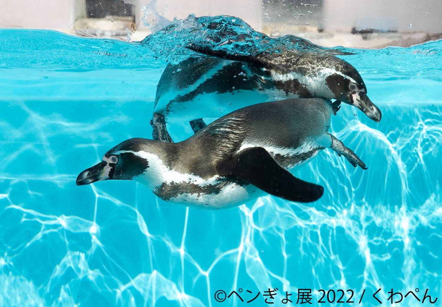 ペンぎょ展 ペンギンと の合同写真展 イラスト物販展 東京 名古屋 福岡で開催 ファッションプレス