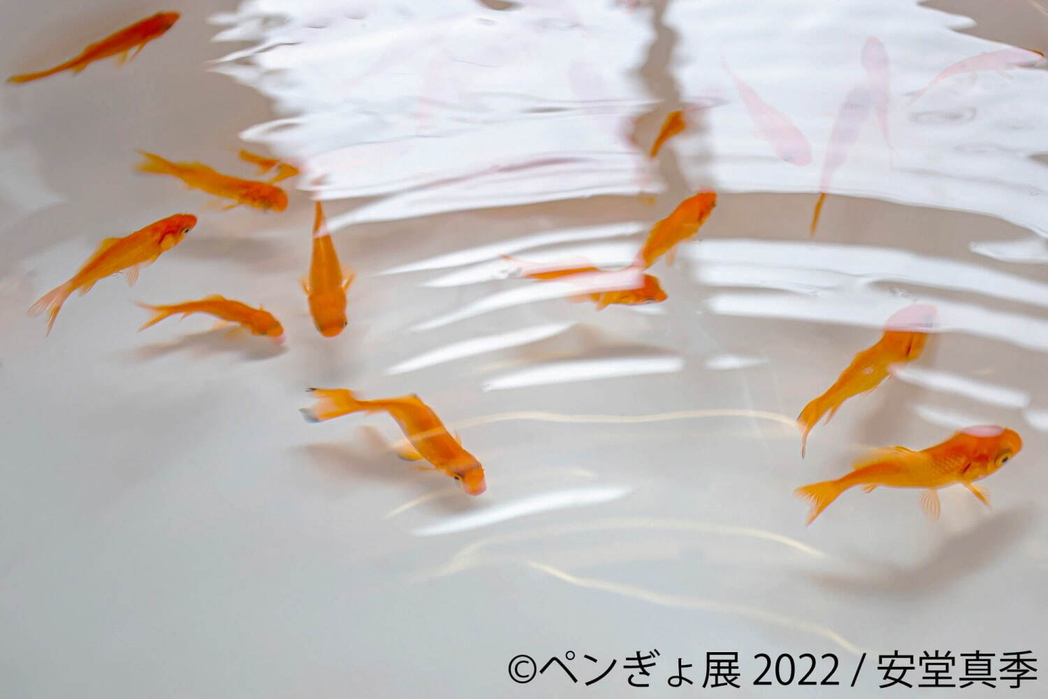 「ペンぎょ展」ペンギンと⾦⿂の合同写真展＆イラスト物販展、東京・名古屋・福岡で開催｜写真11