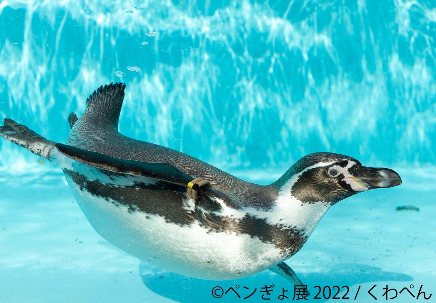 「ペンぎょ展」ペンギンと⾦⿂の合同写真展＆イラスト物販展、東京・名古屋・福岡で開催｜写真5