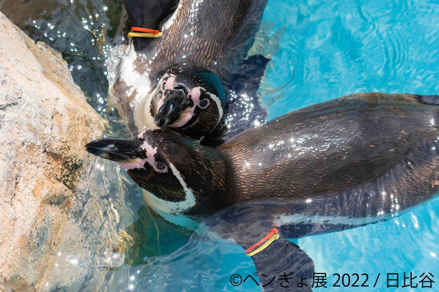 「ペンぎょ展」ペンギンと⾦⿂の合同写真展＆イラスト物販展、東京・名古屋・福岡で開催｜写真15