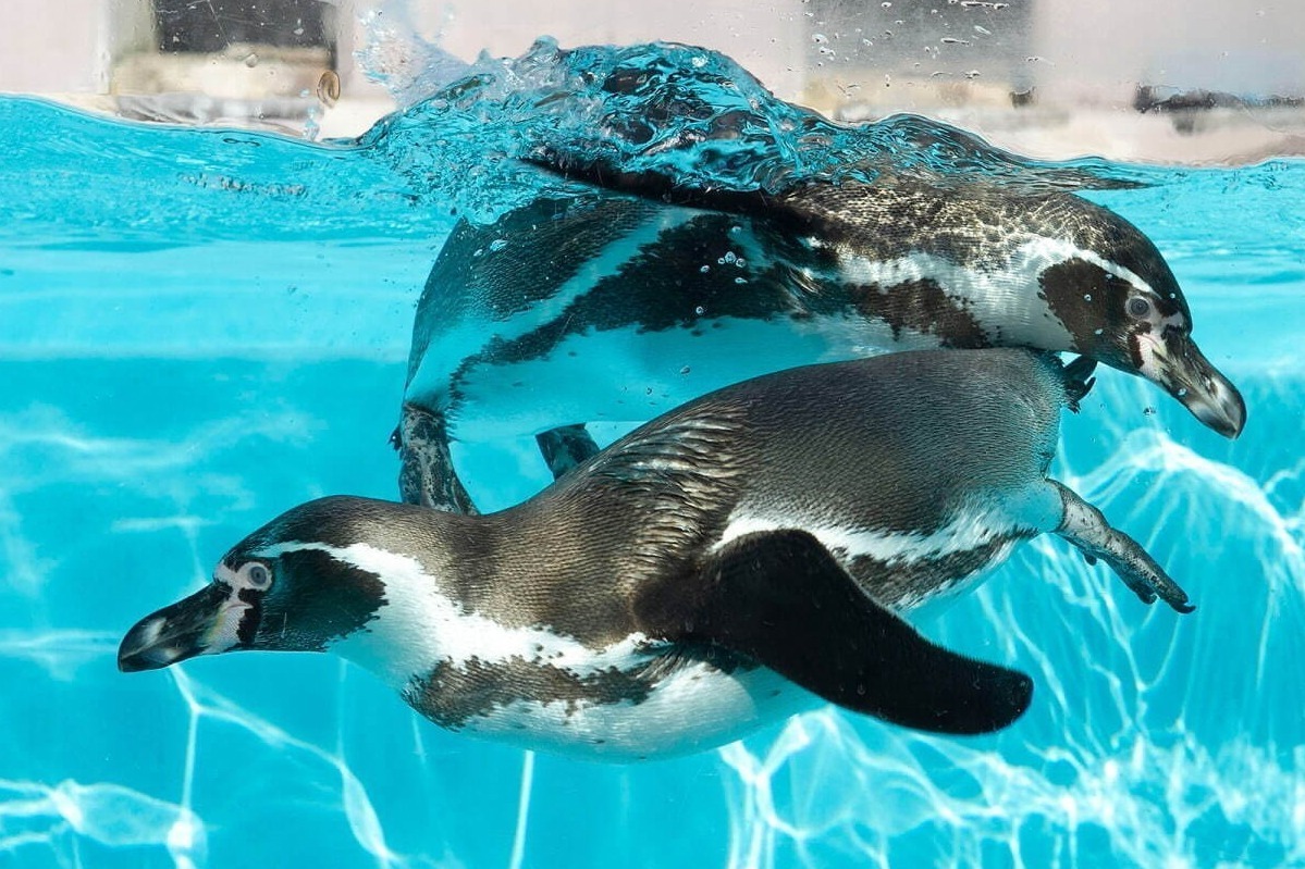 トゥデイズ ギャラリー スタジオ フクオカ「ペンぎょ展」