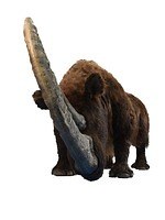 特別展「化石ハンター展」国立科学博物館で - ゴビ砂漠など発掘の旅を辿る、恐竜＆大型獣の標本など｜写真3