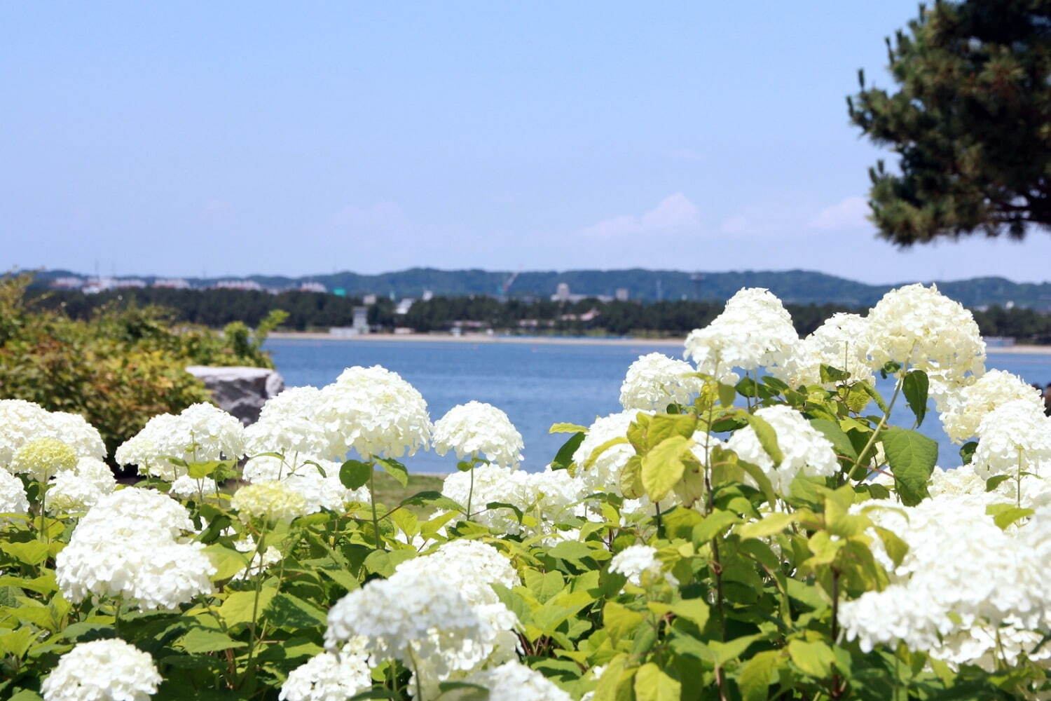 横浜・八景島シーパラダイス「八景島あじさい祭」多彩な鑑賞スポットに咲く2万株のあじさい｜写真2