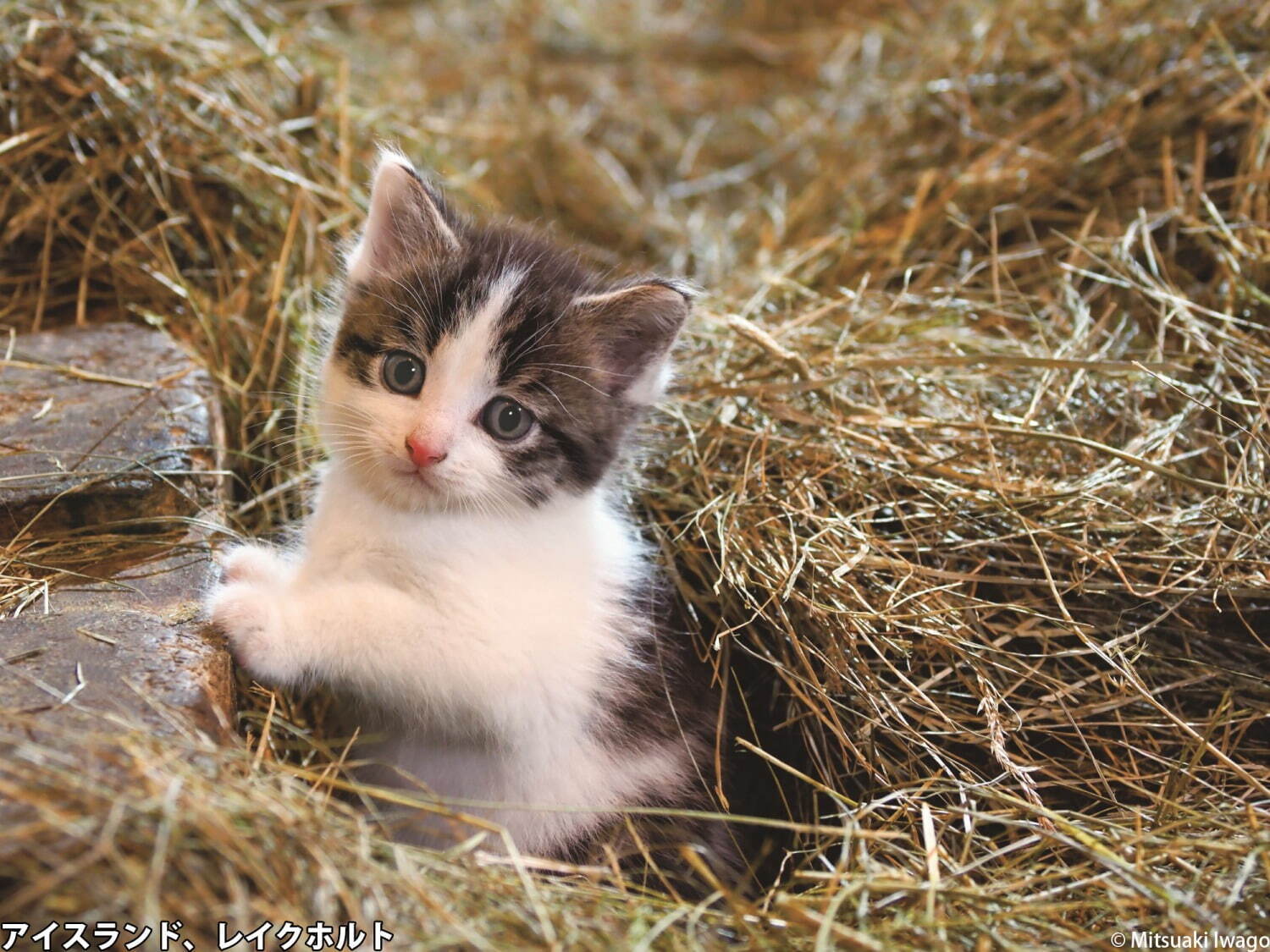 岩合光昭“猫”を写した2つの写真展、角川武蔵野ミュージアムで - 愛くるしい「こねこ」＆世界のネコ｜写真1