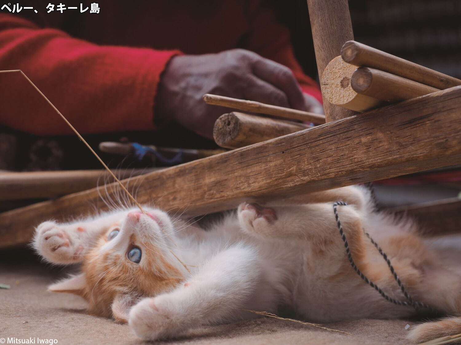 岩合光昭“猫”を写した2つの写真展、角川武蔵野ミュージアムで - 愛くるしい「こねこ」＆世界のネコ｜写真3