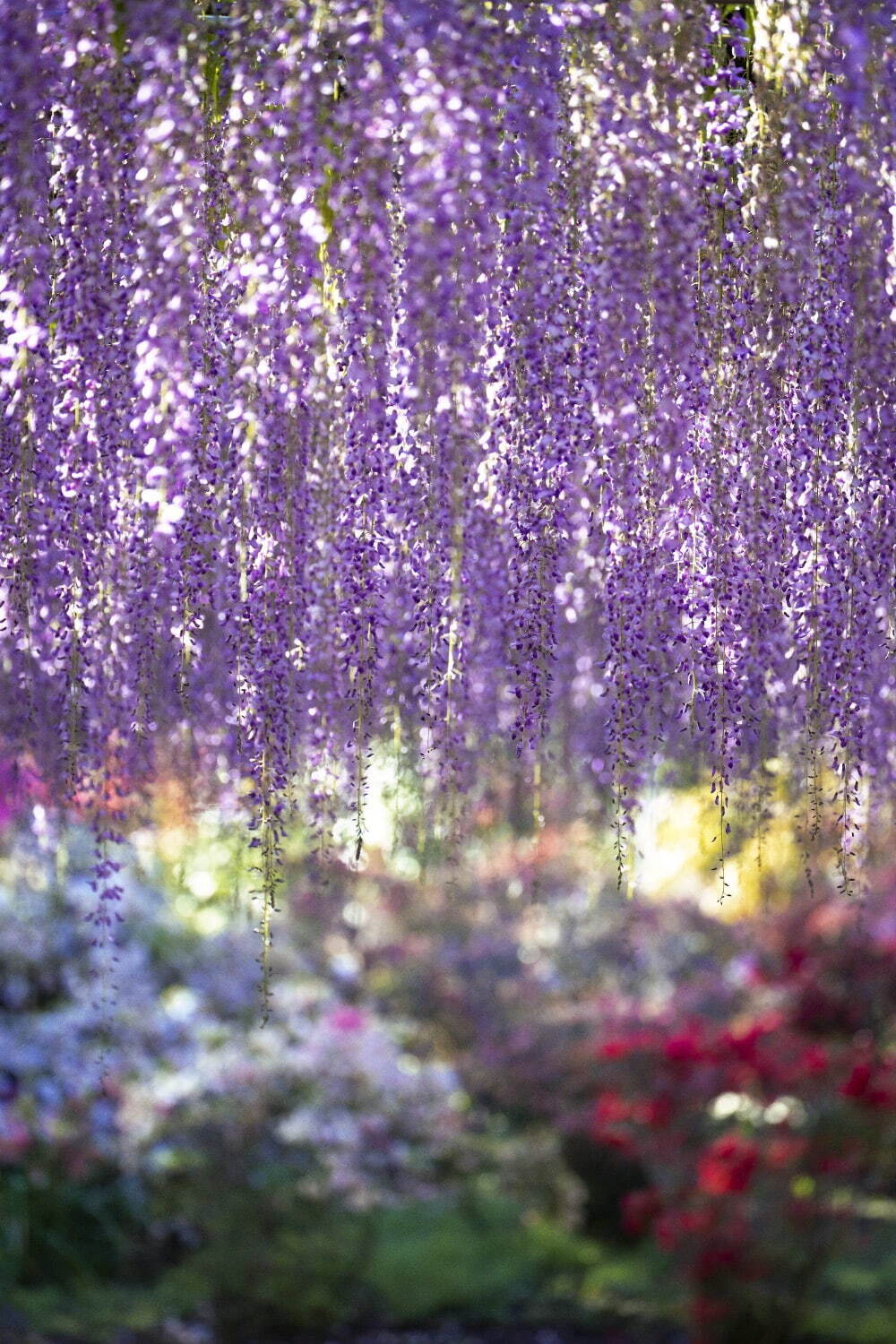蜷川実花の展覧会が東京都庭園美術館で 光に満ちあふれた写真 映像とアール デコ建築の競演 ファッションプレス
