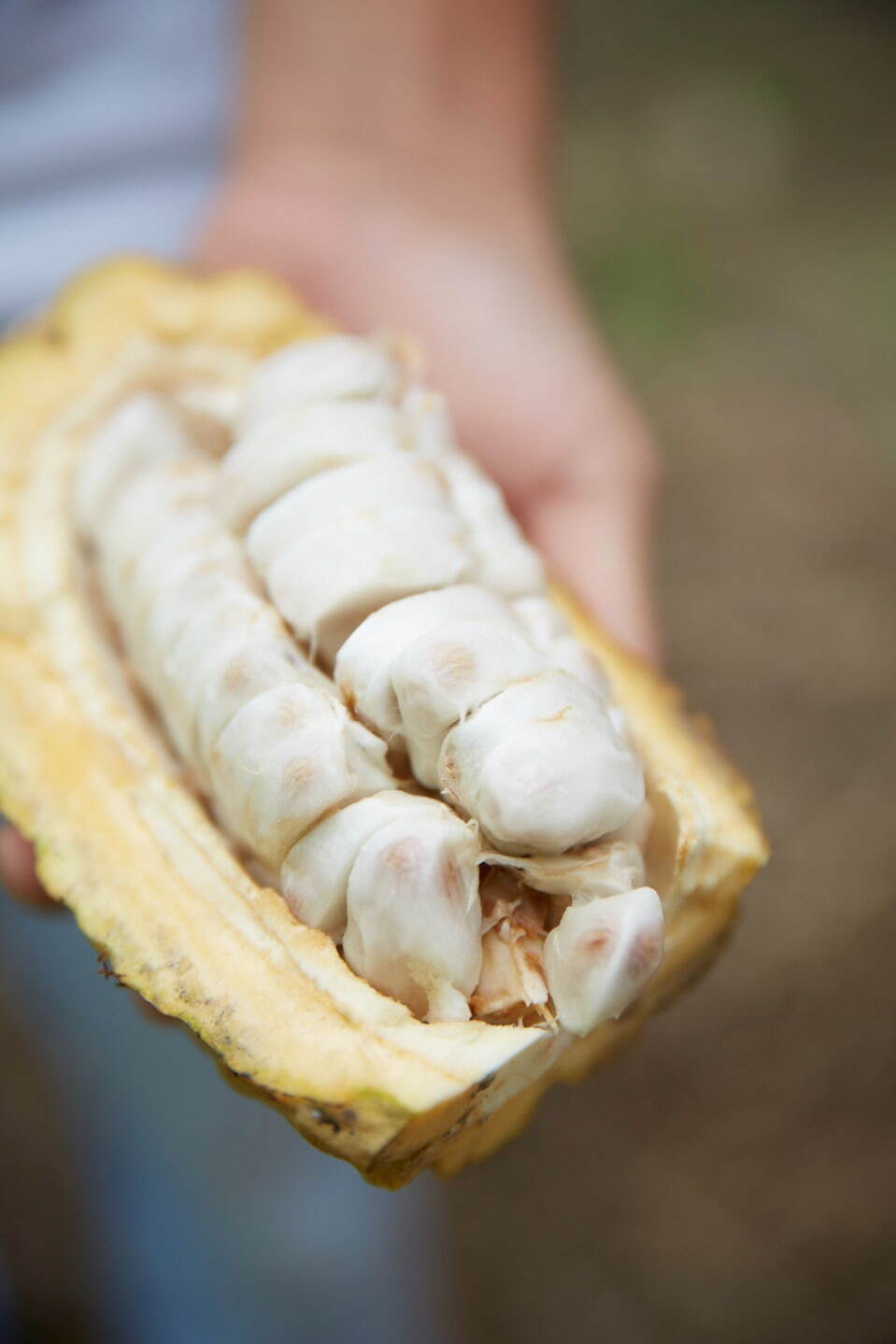 ル ショコラ ドゥ アッシュ“産地を楽しむ”タブレットショコラ、ペルー自社農園の高品質カカオ豆使用｜写真13