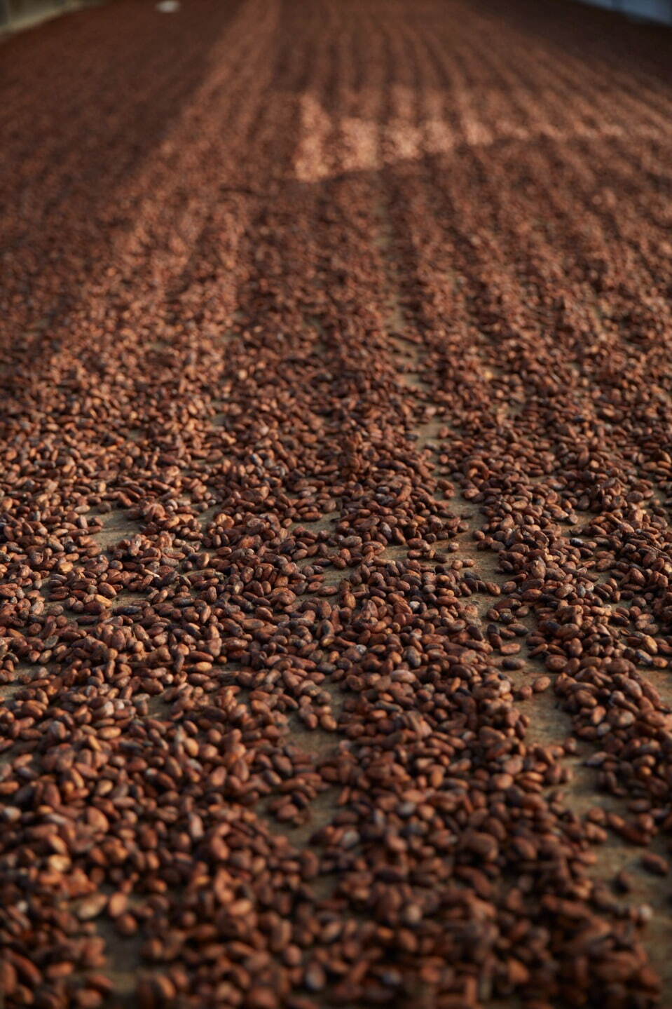 ル ショコラ ドゥ アッシュ“産地を楽しむ”タブレットショコラ、ペルー自社農園の高品質カカオ豆使用｜写真15