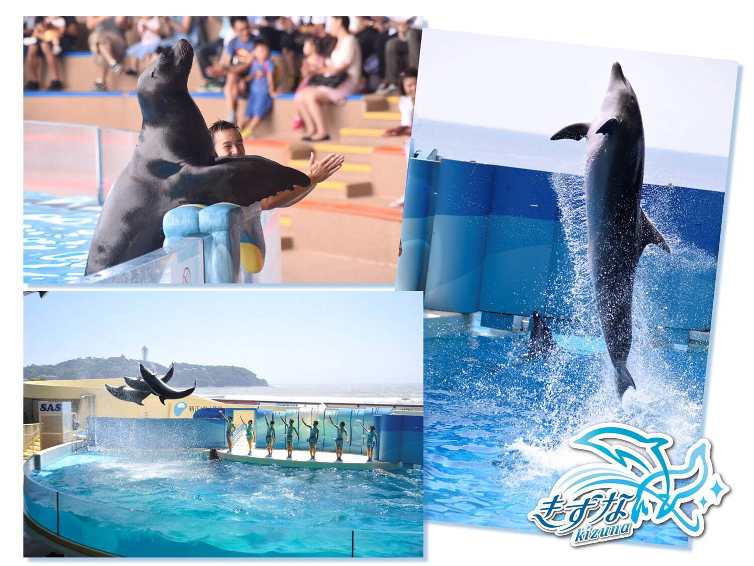 新江ノ島水族館の新イルカショー「Wave ~きみの波になりたい~」えの