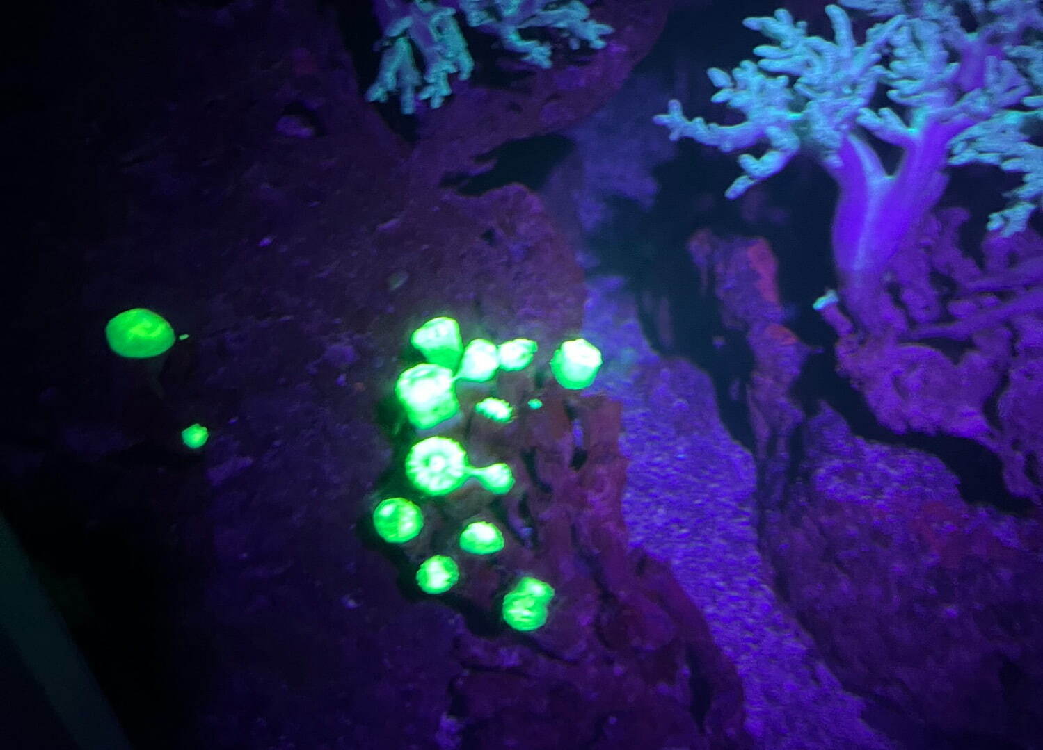 夜の新江ノ島水族館で「生物蛍光」イベント、ブラックライトで“体色が変化”するサンゴの仲間など｜写真3