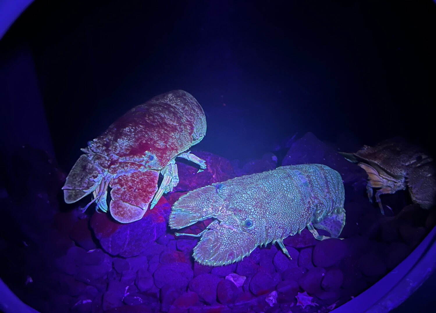 夜の新江ノ島水族館で「生物蛍光」イベント、ブラックライトで“体色が変化”するサンゴの仲間など｜写真4