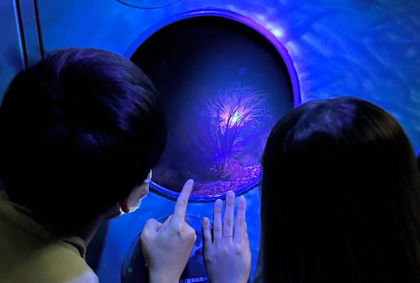 夜の新江ノ島水族館で「生物蛍光」イベント、ブラックライトで“体色が変化”するサンゴの仲間など｜写真1