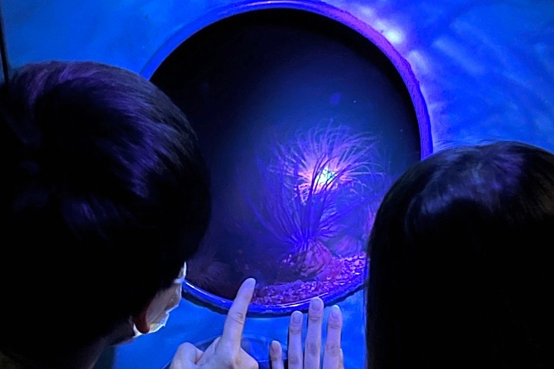 水族館｜夜の新江ノ島水族館で「生物蛍光」イベント、ブラックライトで“体色が変化”するサンゴの仲間など