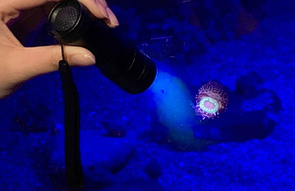 夜の新江ノ島水族館で「生物蛍光」イベント、ブラックライトで“体色が変化”するサンゴの仲間など｜写真2