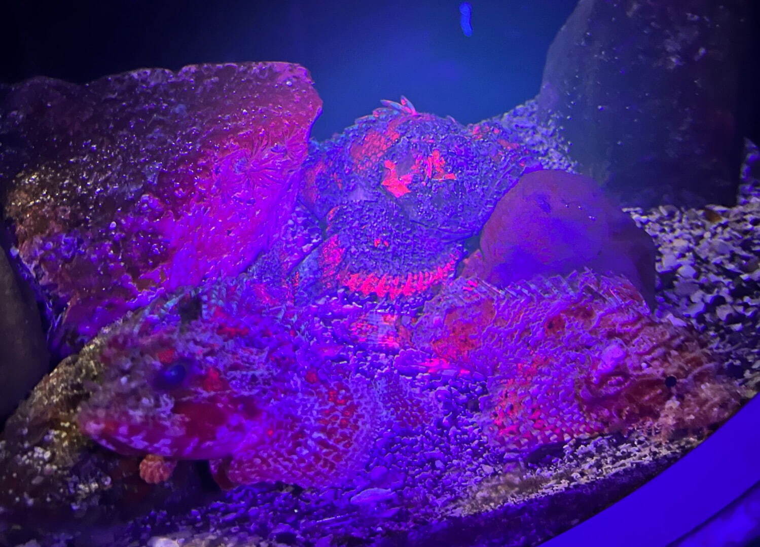 夜の新江ノ島水族館で「生物蛍光」イベント、ブラックライトで“体色が変化”するサンゴの仲間など｜写真5