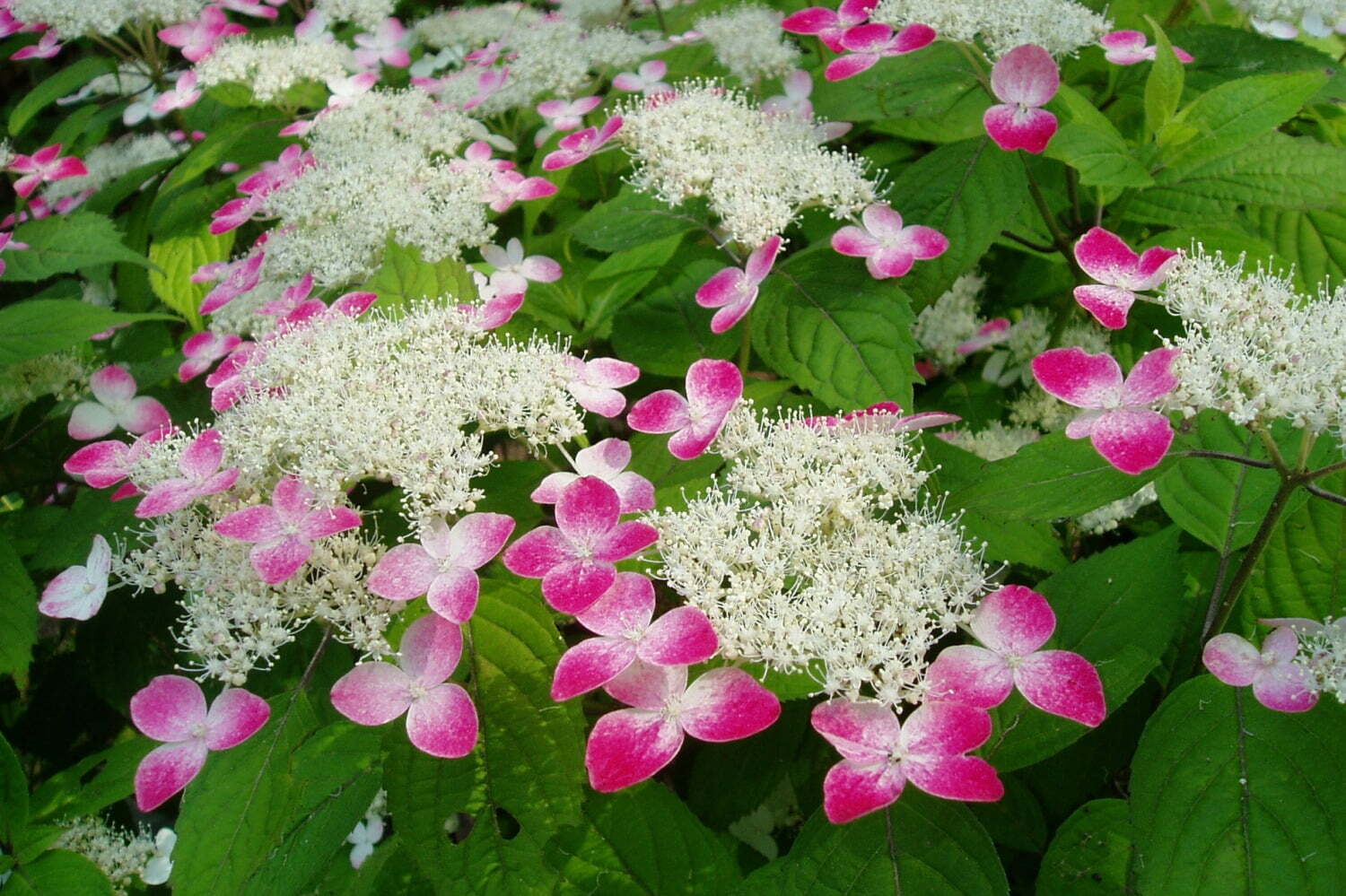 箱根強羅公園「あじさい展」