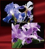 ミラノコレクション(Milano Collection) エターナル フェースパウダー｜写真8