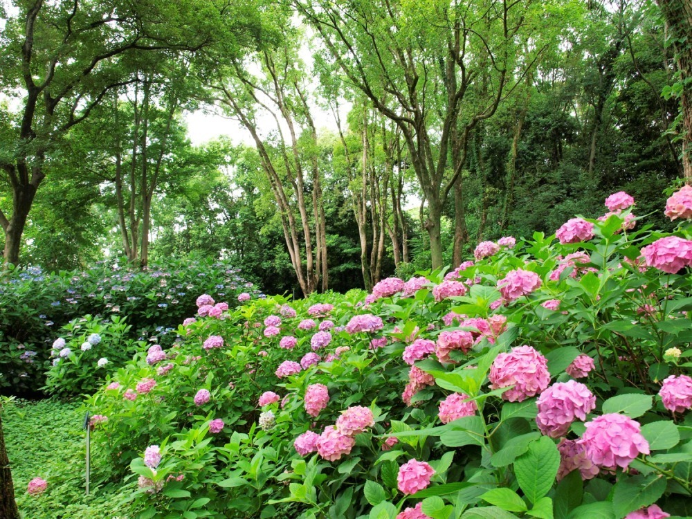 大阪「万博記念公園 あじさい祭」青や紫、ピンクなど約30品種4,000株のあじさい｜写真2