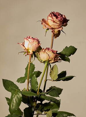 ベリッシマ(Vellissima) 2022-23年秋冬ウィメンズコレクション  - 写真14