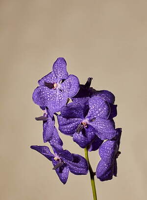 ベリッシマ(Vellissima) 2022-23年秋冬ウィメンズコレクション  - 写真15