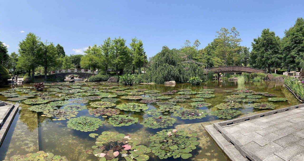 滋賀・⽔⽣植物公園みずの森「スイレン展」満開のスイレンが園内に＆"和と洋”テーマの演出など｜写真7