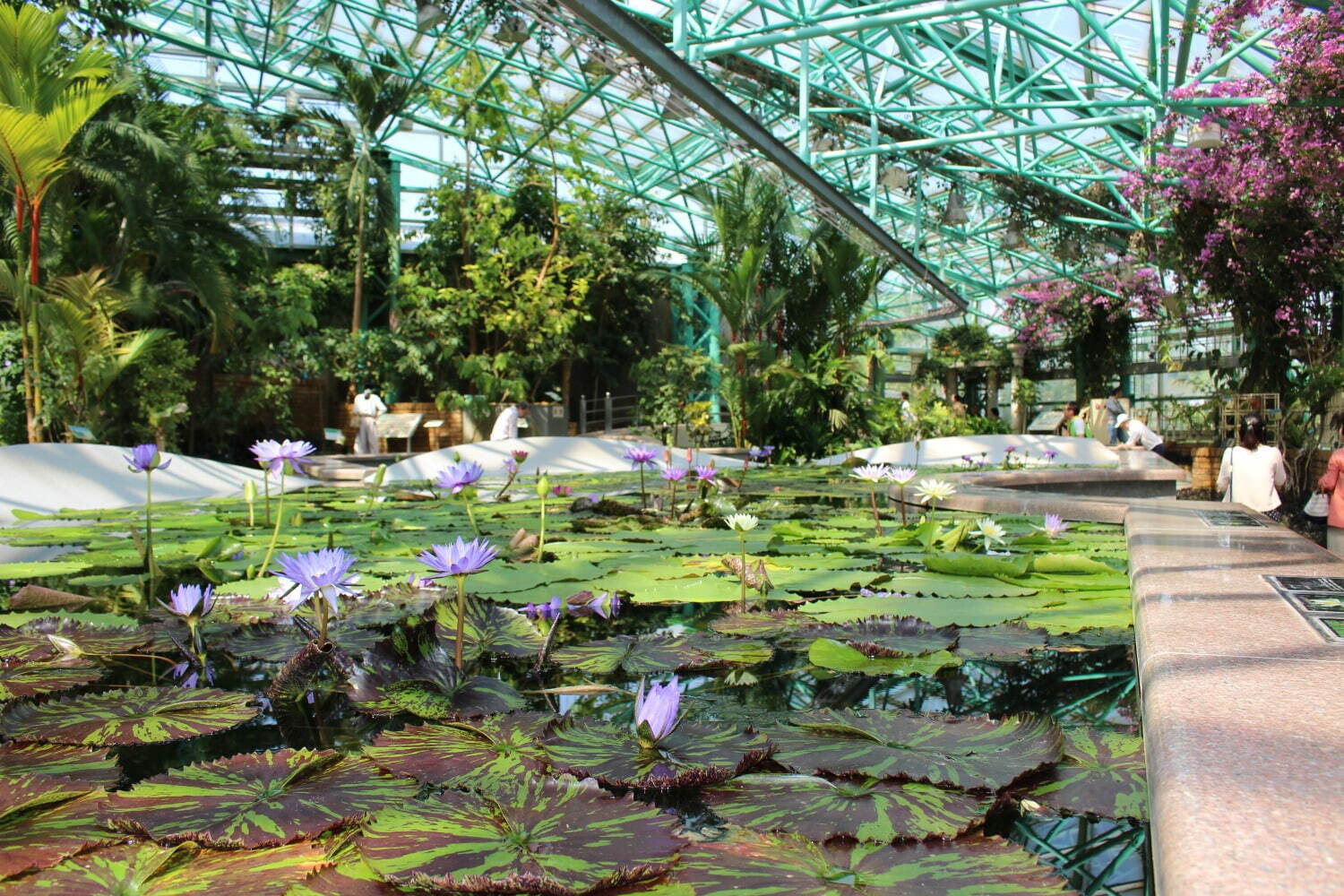 滋賀・⽔⽣植物公園みずの森「スイレン展」満開のスイレンが園内に＆"和と洋”テーマの演出など｜写真6