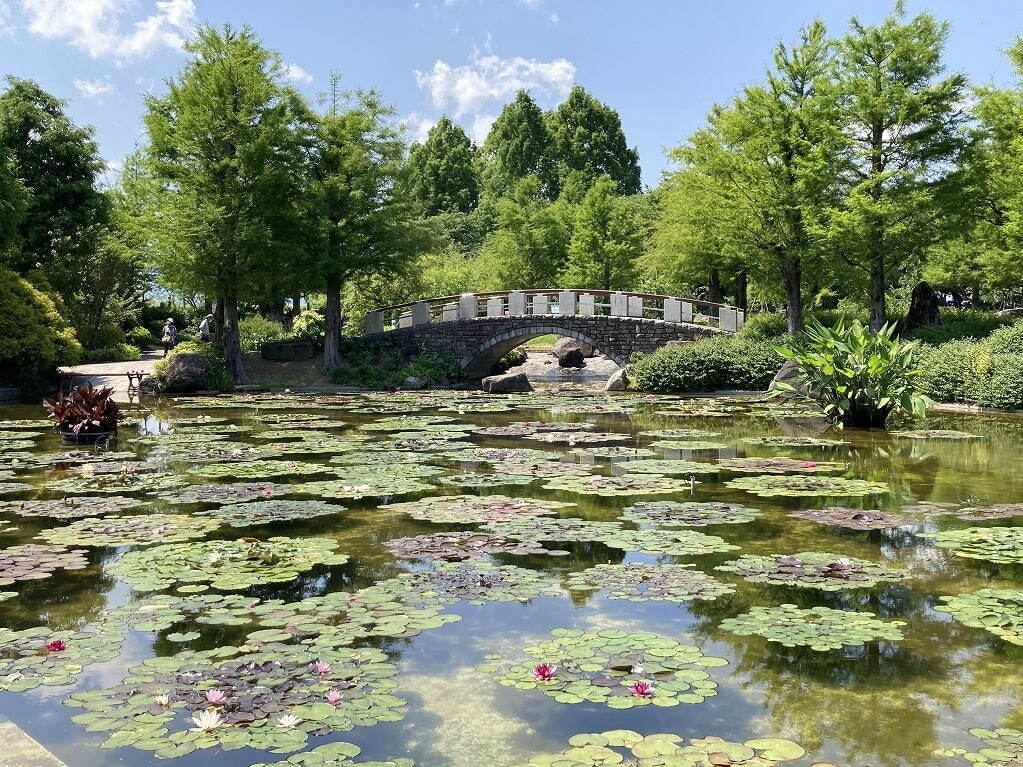 滋賀・⽔⽣植物公園みずの森「スイレン展」満開のスイレンが園内に＆"和と洋”テーマの演出など｜写真8