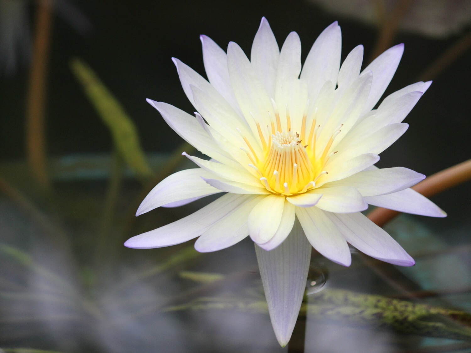 滋賀・⽔⽣植物公園みずの森「スイレン展」満開のスイレンが園内に＆"和と洋”テーマの演出など｜写真11