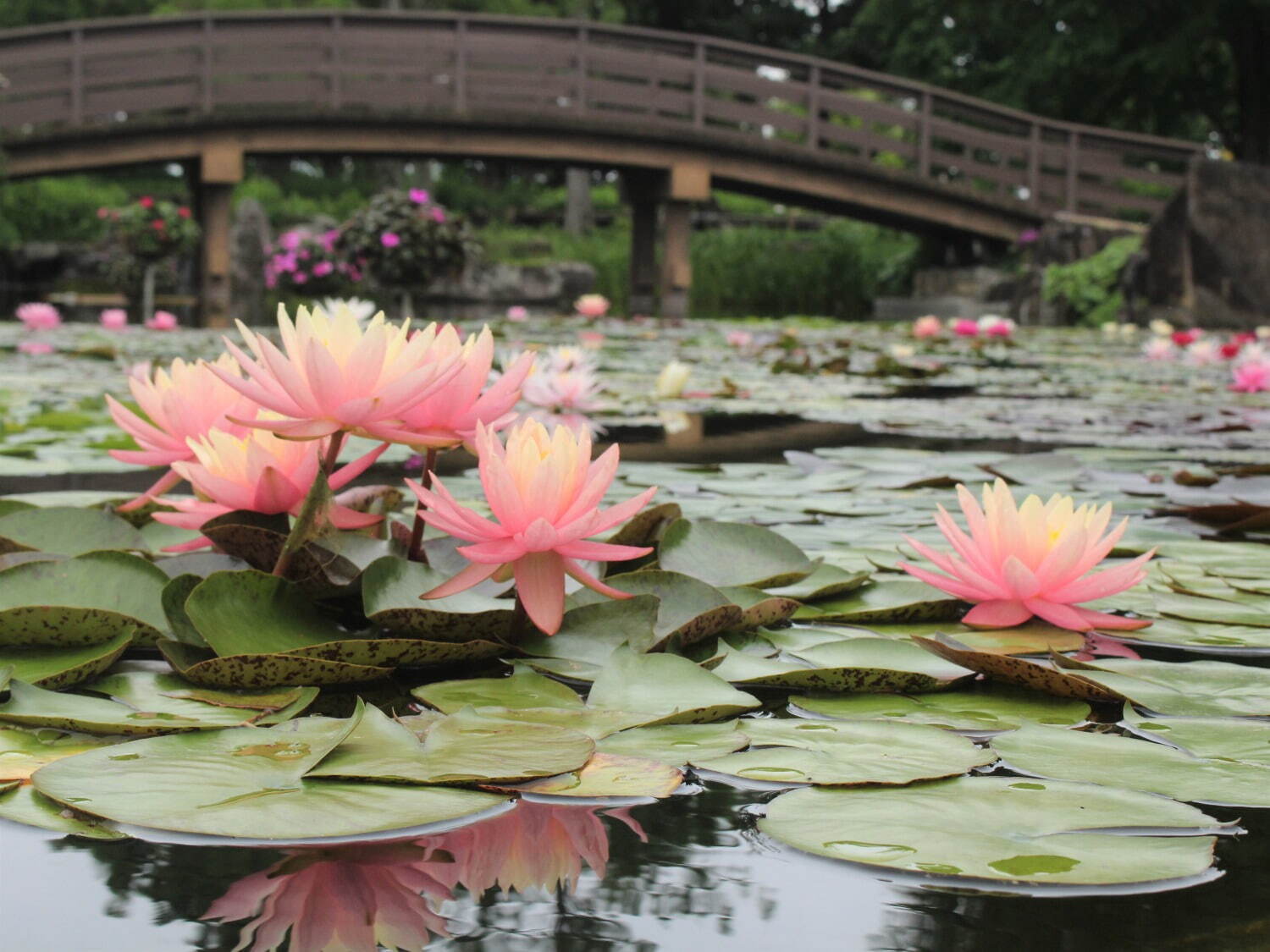 滋賀・⽔⽣植物公園みずの森「スイレン展」満開のスイレンが園内に＆"和と洋”テーマの演出など｜写真12