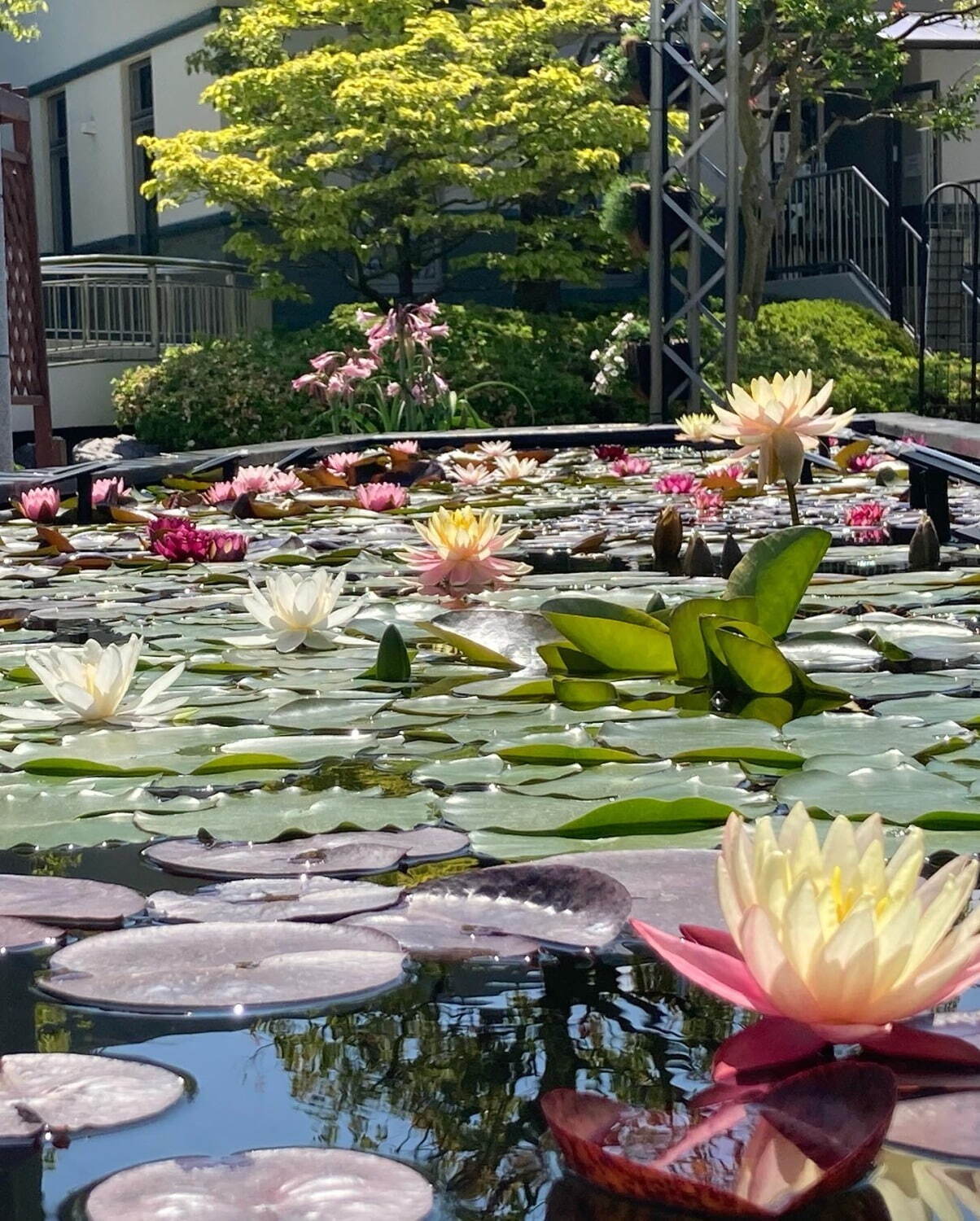 滋賀・⽔⽣植物公園みずの森「スイレン展」満開のスイレンが園内に＆"和と洋”テーマの演出など｜写真17