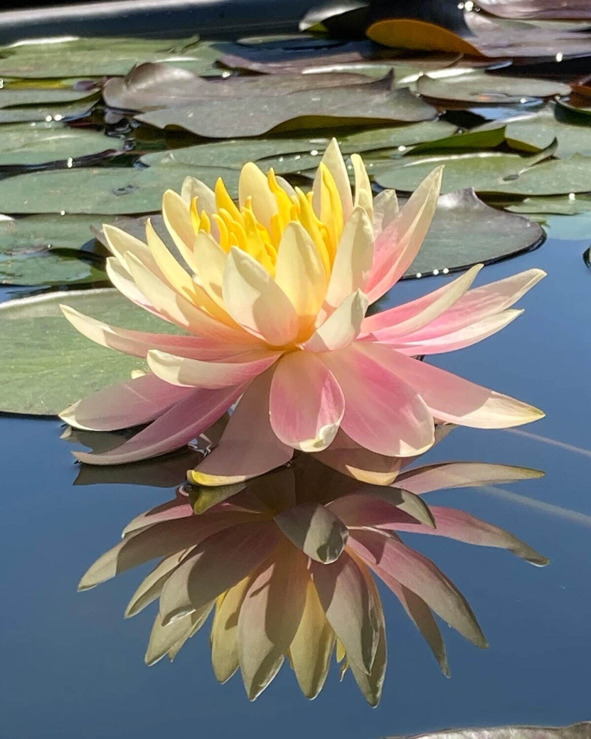 滋賀・⽔⽣植物公園みずの森「スイレン展」満開のスイレンが園内に＆"和と洋”テーマの演出など｜写真14