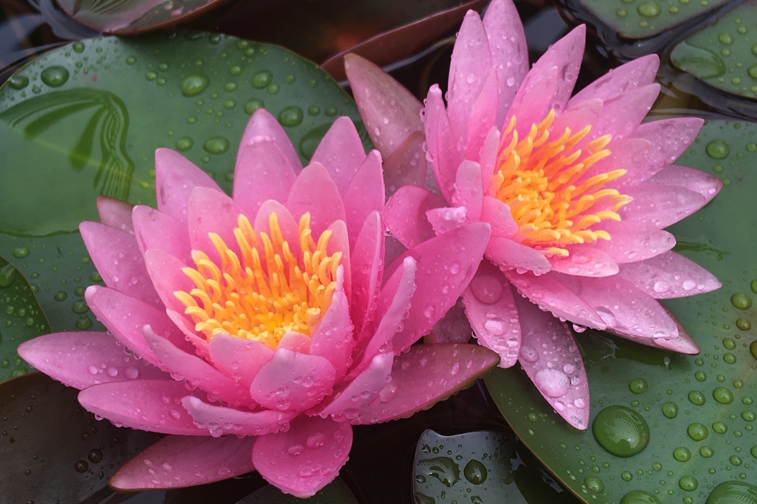 「スイレン展」