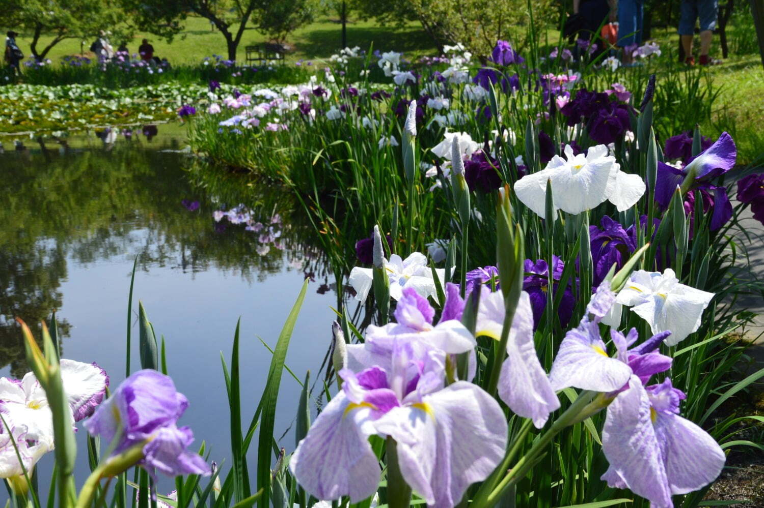「花菖蒲・睡蓮まつり」