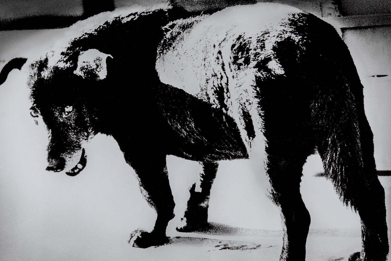 展覧会「原点を、永遠に。」清里フォトアートミュージアムで - 写真家が35歳までに撮影した作品を紹介